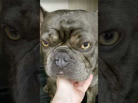 frenchies famous|world's biggest french bulldog.